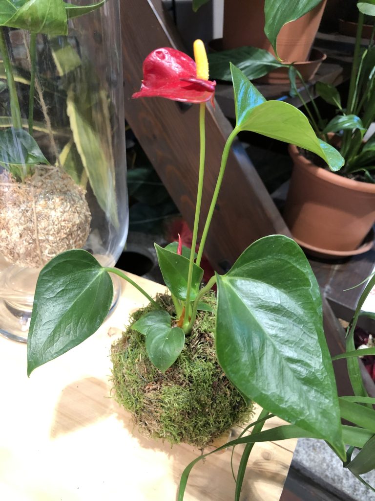 kokedama