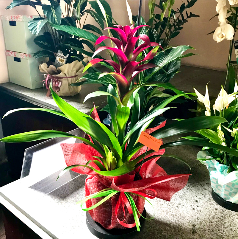 Guzmania1