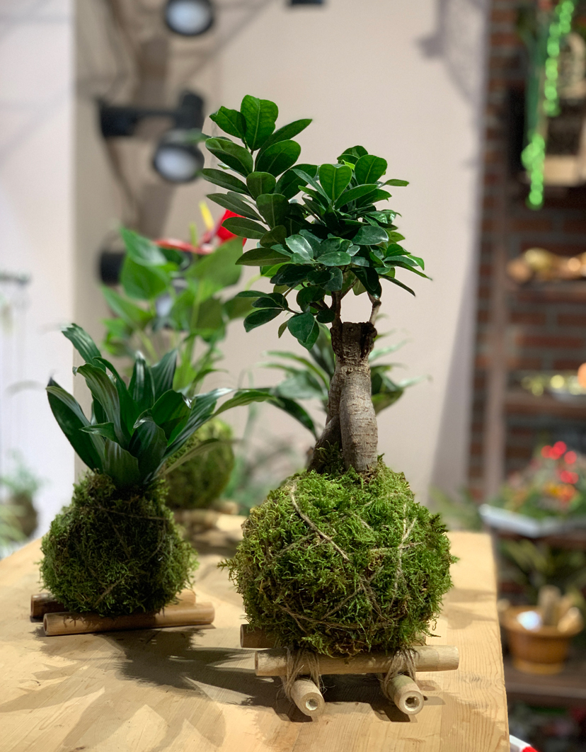 ficus Abbiategrasso kokedama