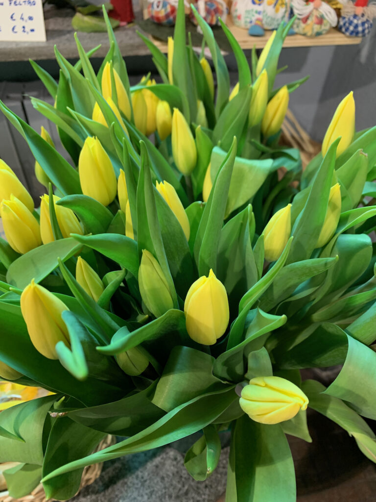 tulipani gialli