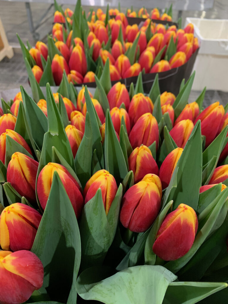 tulipani colorati