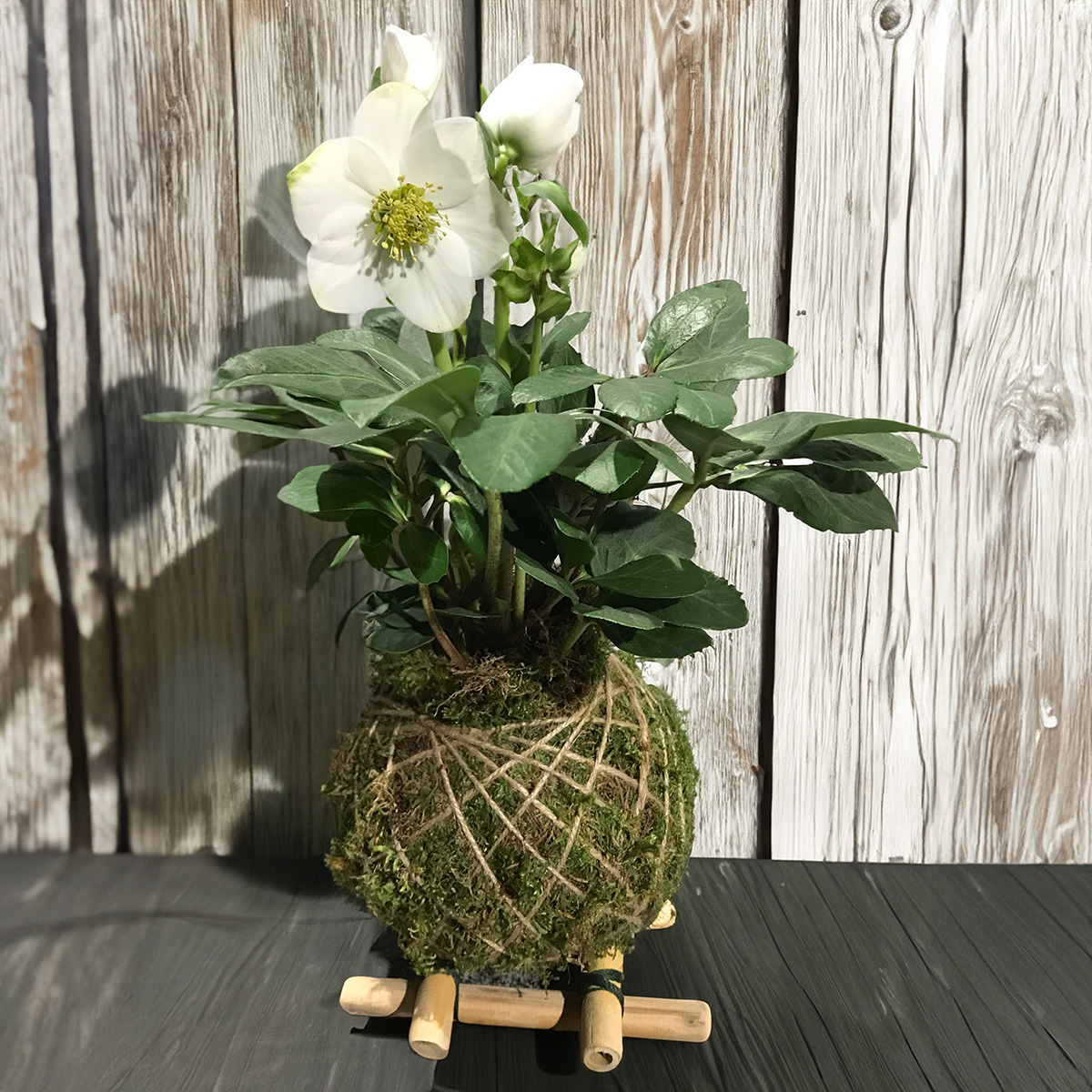 Helleborus Kokedama per un regalo speciale a Natale