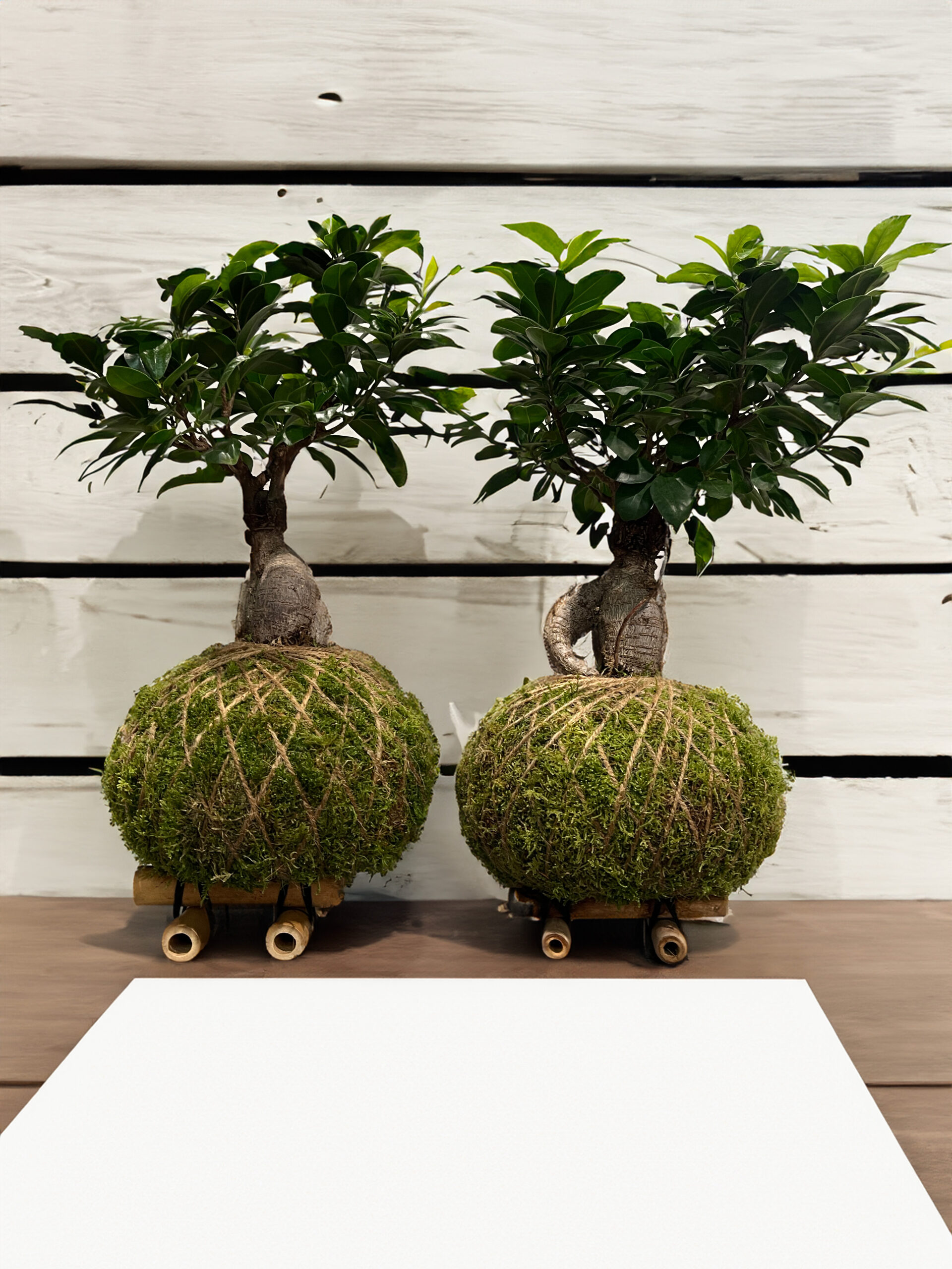 Kokedama